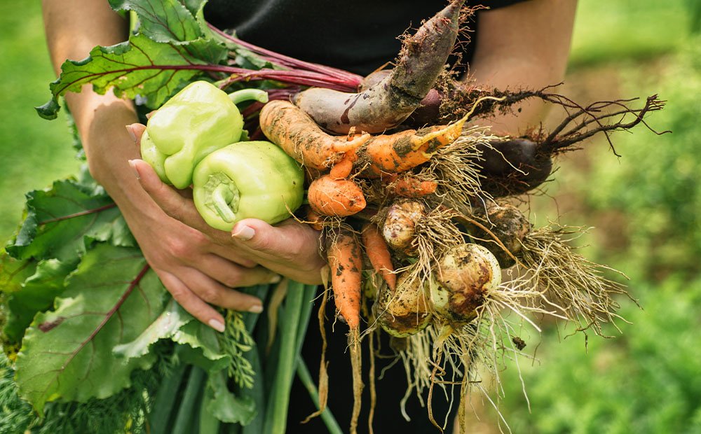 Fresh Harvest